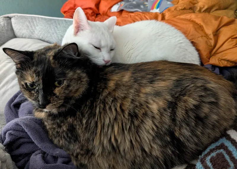 Snowball & Lolly  thumbnail 3