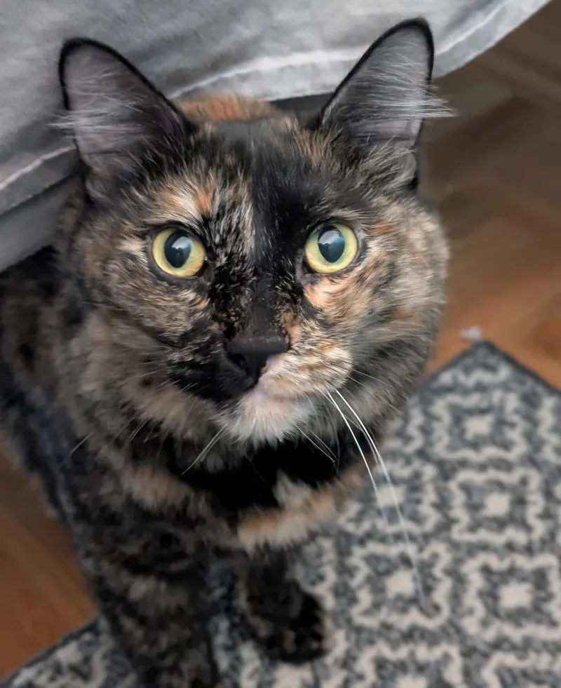 Snowball & Lolly  thumbnail 4