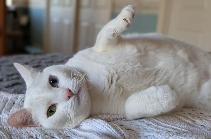 Snowball & Lolly  thumbnail 5