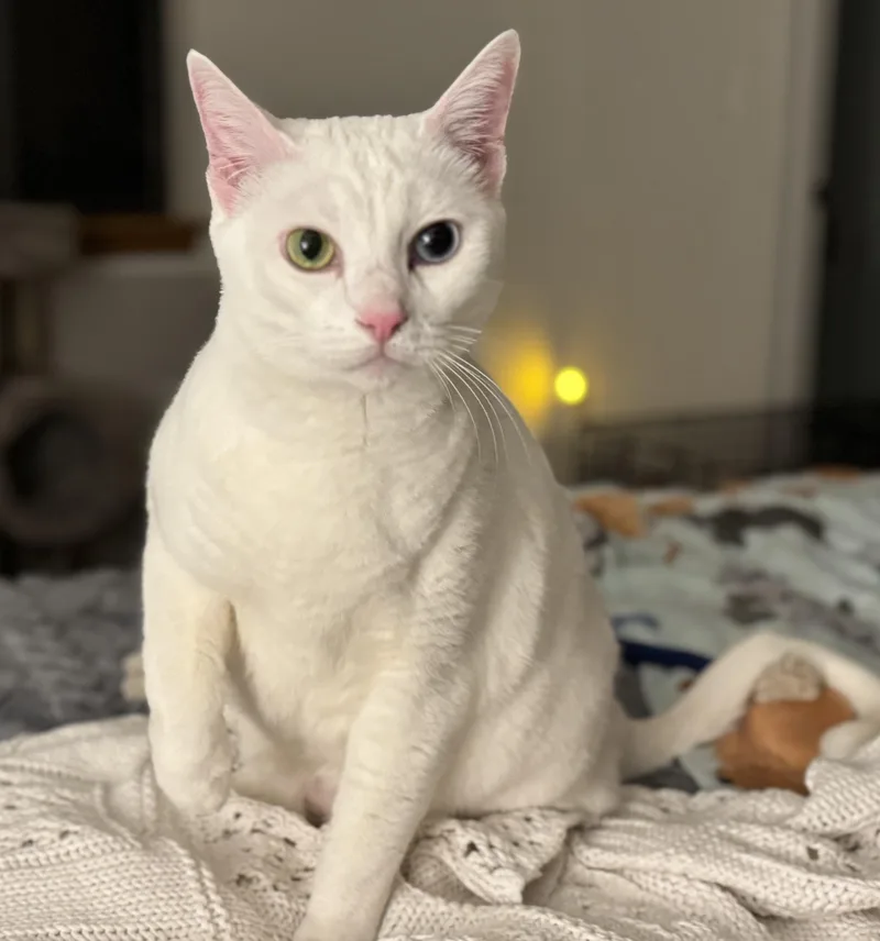 Snowball & Lolly  thumbnail 6