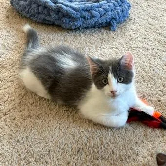 A baby small-sized male Gray / Blue / Silver Domestic Medium Hair cat named Hoosier for adoption in Winston Salem, NC