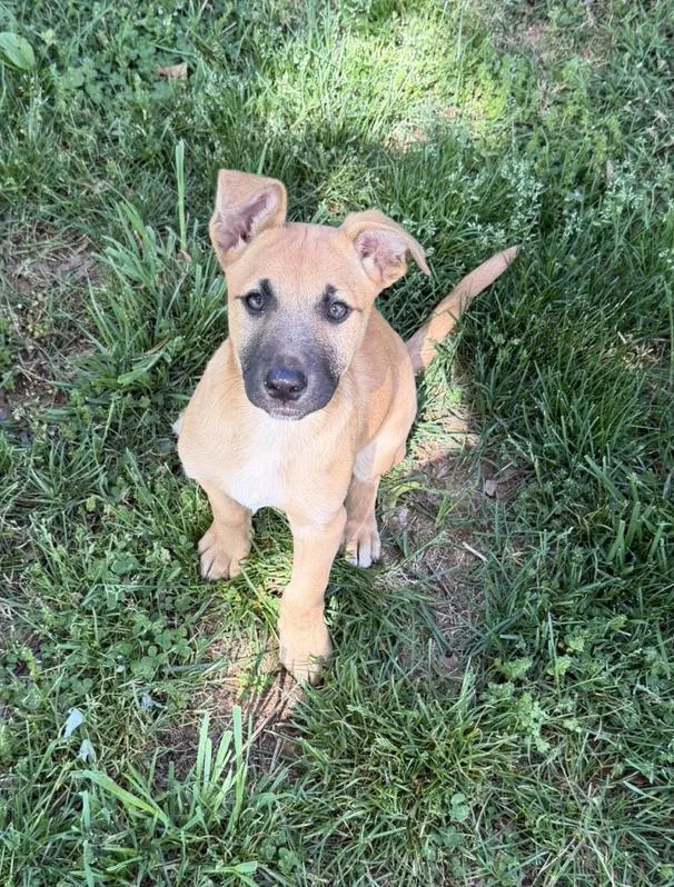 A baby large-sized female Yellow / Tan / Blond / Fawn German Shepherd Dog dog named Nixie for adoption in Greeneville, TN