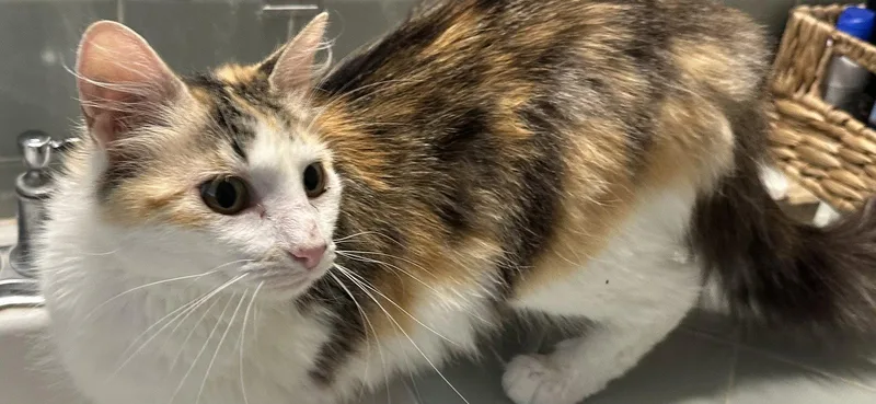 An adult medium-sized female Domestic Long Hair cat named Blossom for adoption in Frisco, TX