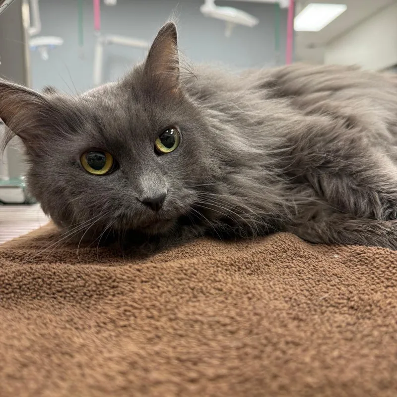 Lady Jane Grey thumbnail 2