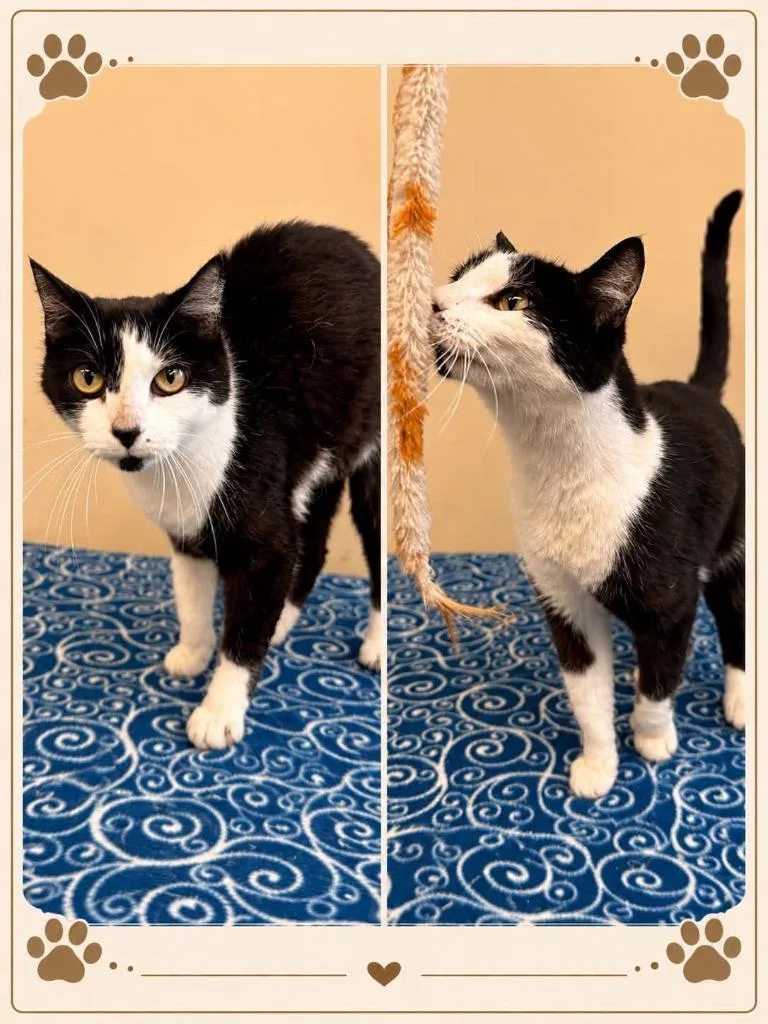 An adult large-sized female Domestic Short Hair cat named Cici for adoption in Rensselaer, IN