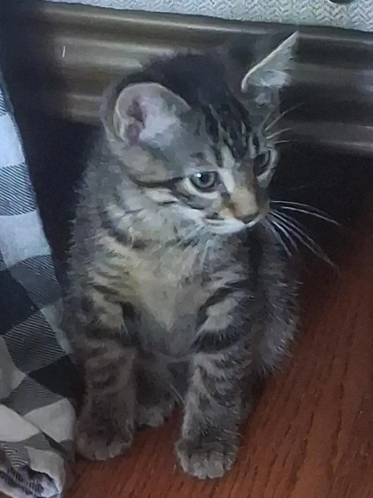 A baby small-sized female Domestic Short Hair cat named Angela for adoption in Wheaton, IL