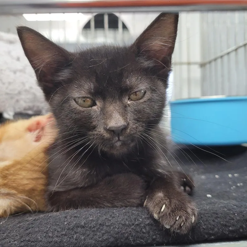 A baby small-sized female Black Domestic Short Hair cat named Abby for adoption in Duncan, OK