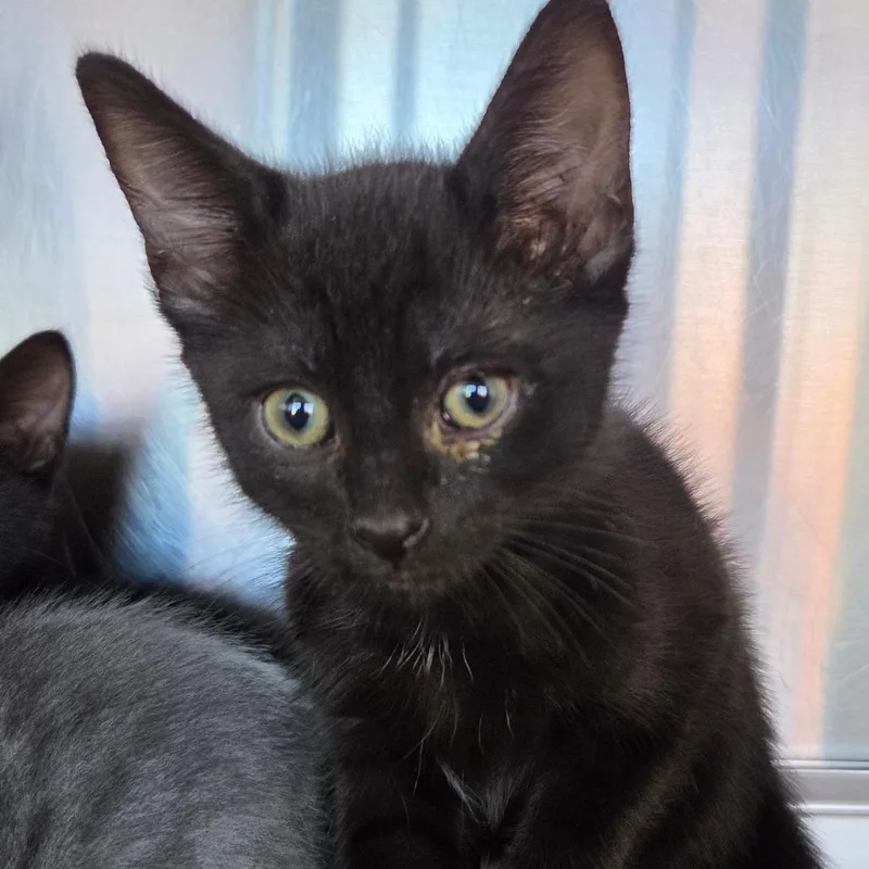 A baby small-sized female Black Domestic Short Hair cat named Rapunzel for adoption in Asheville, NC