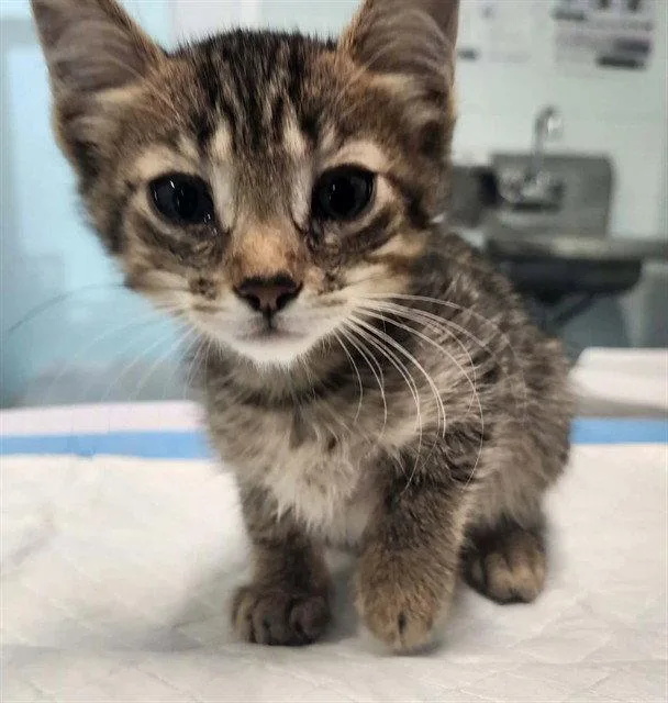 A baby small-sized male Brown / Chocolate Domestic Short Hair cat named Trombone for adoption in Tavares, FL