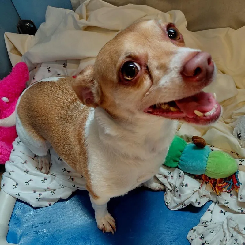 An adult small-sized female Brown / Chocolate Jack Russell Terrier dog named Roxie Brown for adoption in Philadelphia, PA