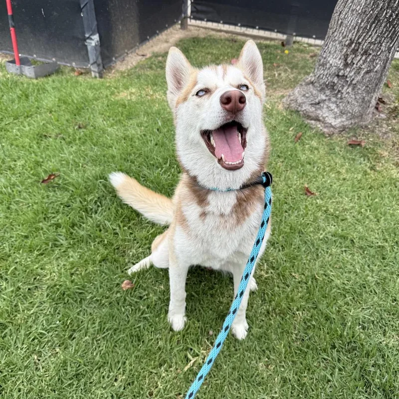 A young medium-sized female Red / Chestnut / Orange Husky dog named Denali for adoption in Long Beach, CA