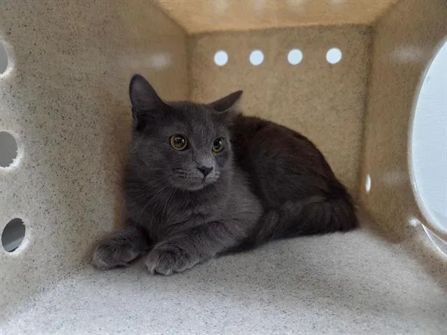 A young large-sized female Domestic Medium Hair cat named Zoey for adoption in Antioch, CA