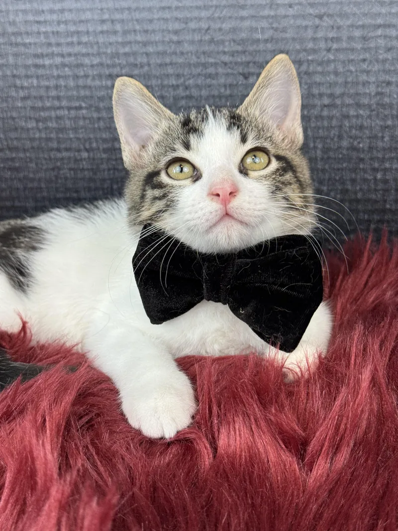 A baby small-sized male Tabby (Gray / Blue / Silver) Tabby cat named Rocky for adoption in Houston, TX