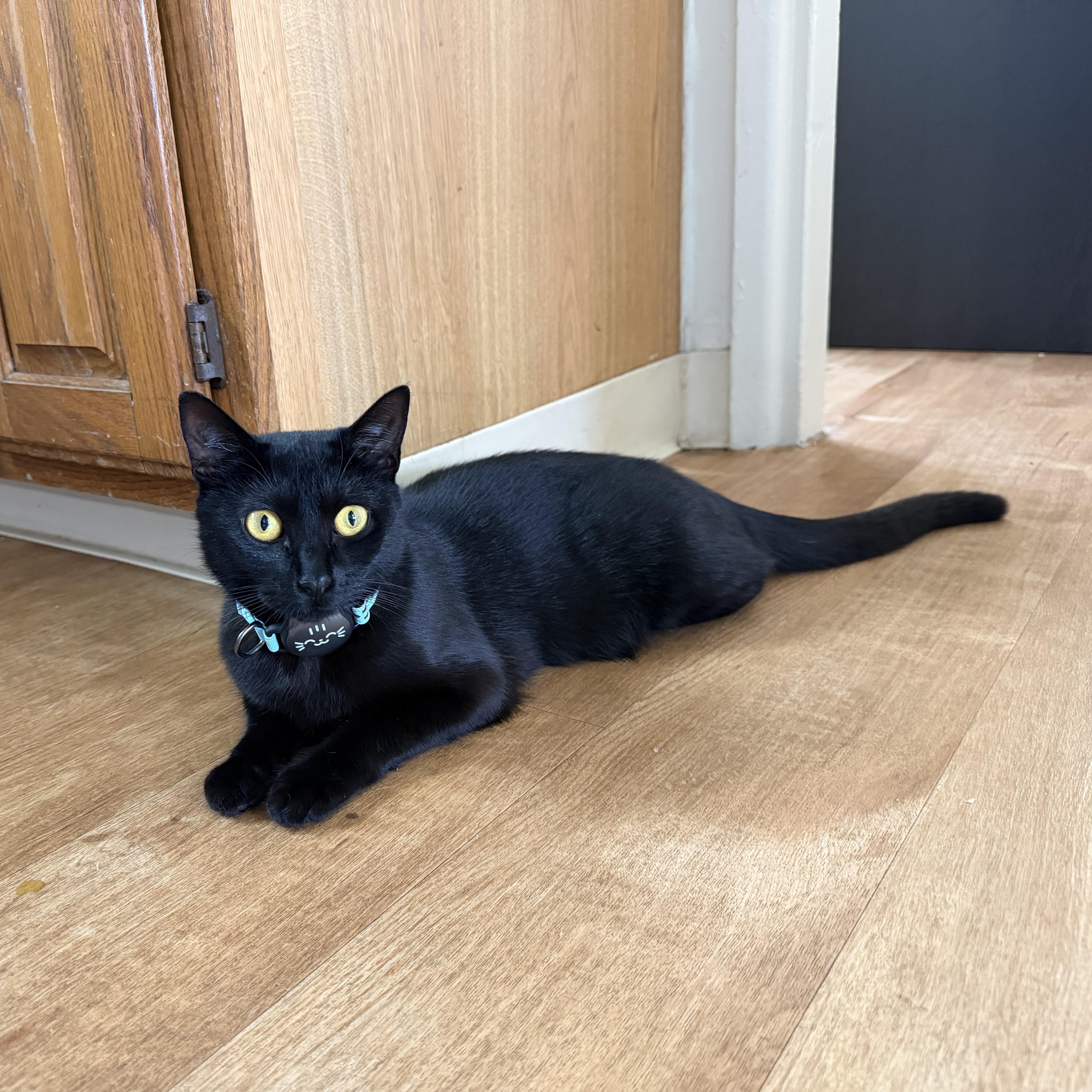 A young medium-sized female Black Domestic Short Hair cat named Smudge for adoption in East Greenwich, RI