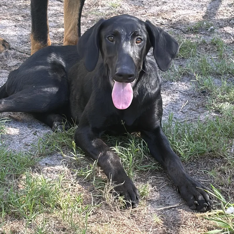 A young large-sized female Black Doberman Pinscher dog named Lainey for adoption in Lorida, FL