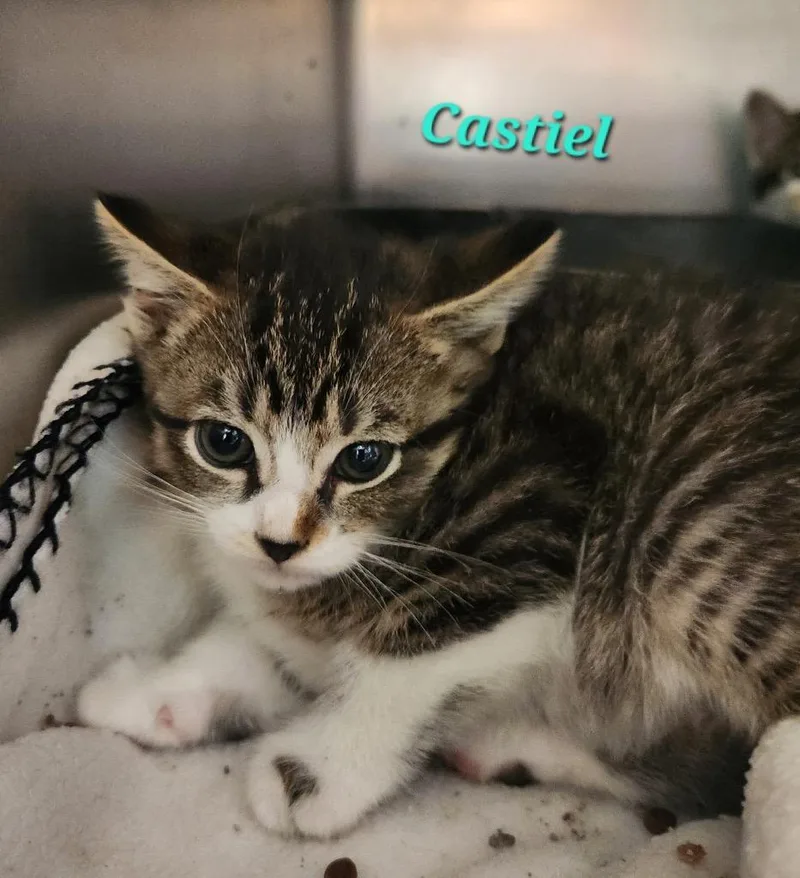 A baby small-sized male Domestic Short Hair cat named Castiel for adoption in Cambridge, MD
