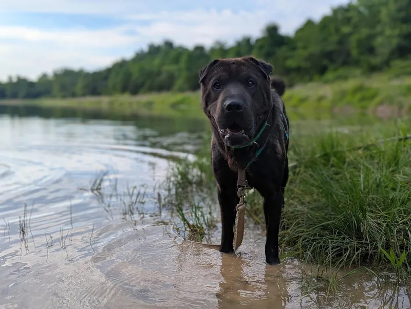 A young medium-sized male Shar-Pei dog named Yogi for adoption in Columbia, MO