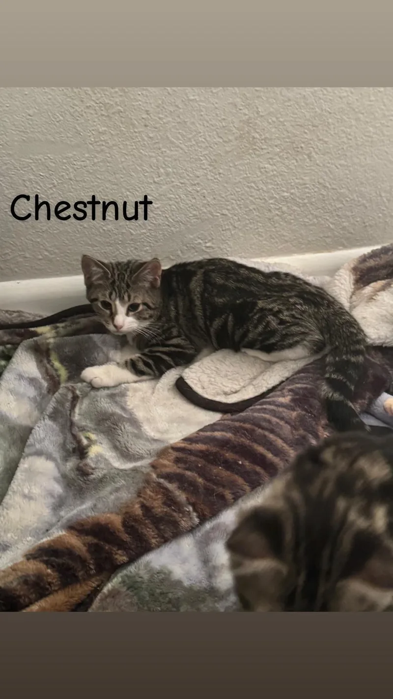 Chestnut thumbnail 4
