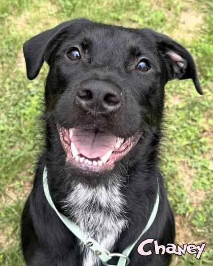 An adult medium-sized female Golden Retriever dog named Chaney for adoption in Mason, MI