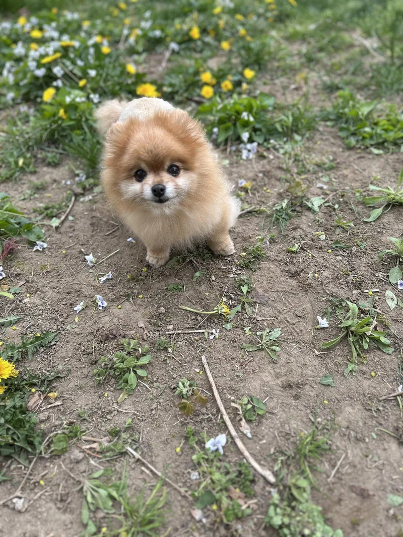 An adult small-sized female Pomeranian dog named Honey Os Lamb for adoption in Saunderstown, RI