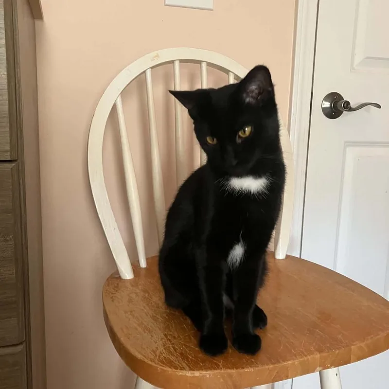 A baby medium-sized female Domestic Short Hair cat named Salem for adoption in Jasper, IN