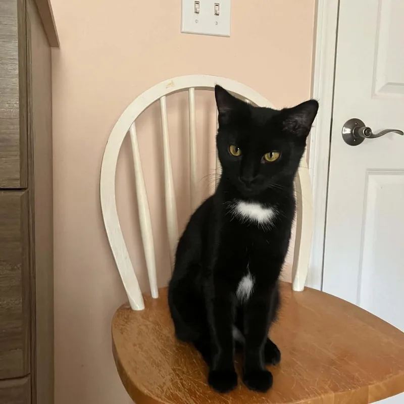 Salem thumbnail 3