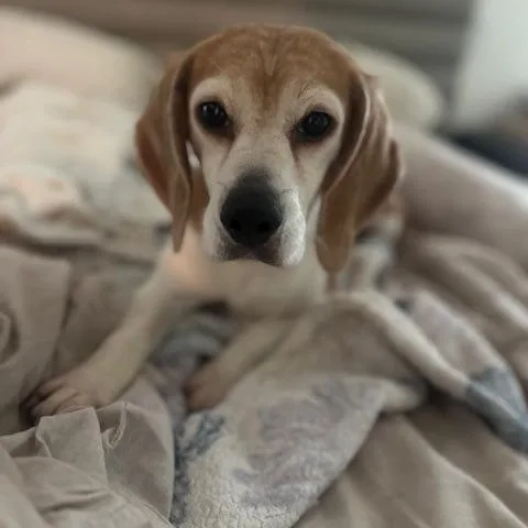 Molly