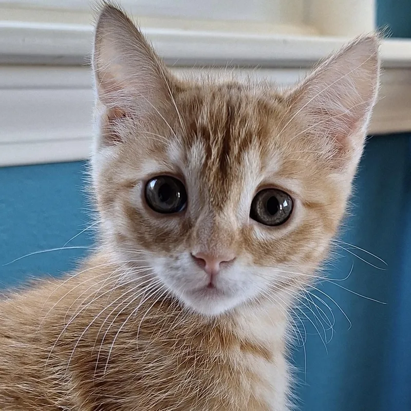 Daisy Mae