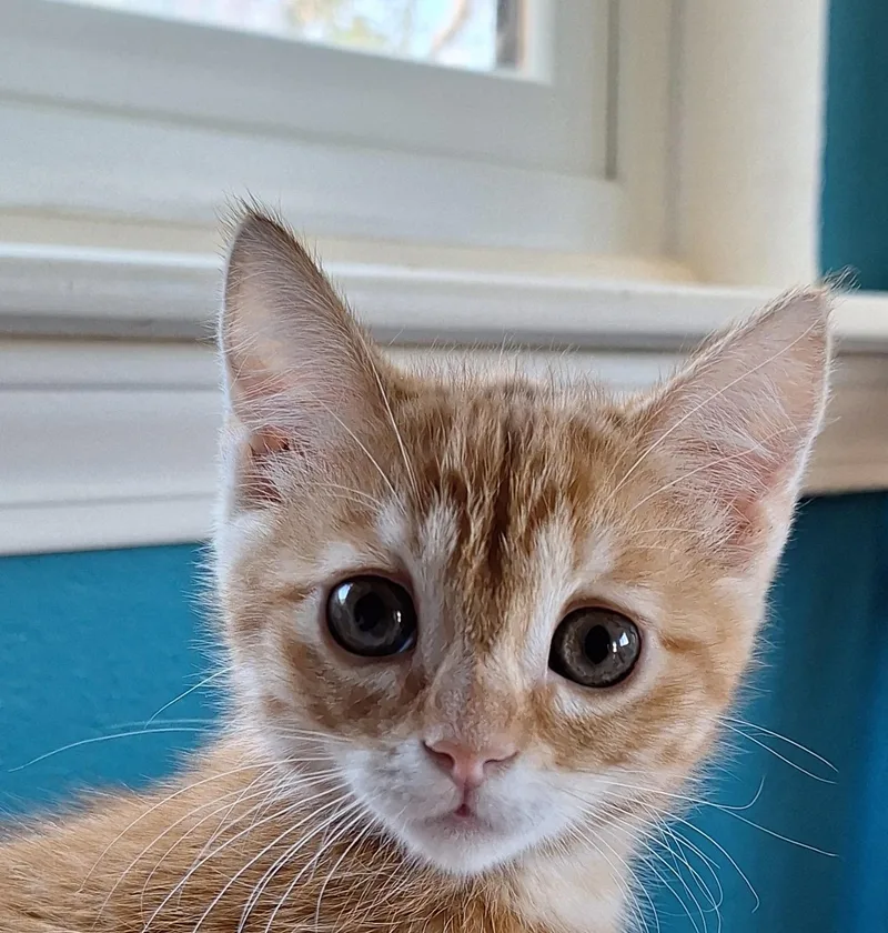 Daisy Mae thumbnail 3