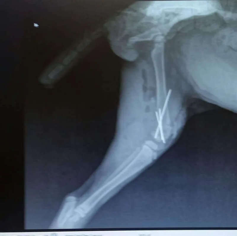 Miracle Ii thumbnail 2