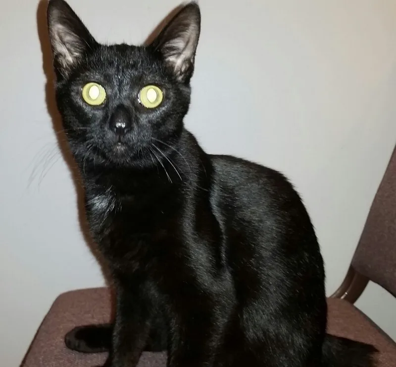 Miracle Ii thumbnail 3