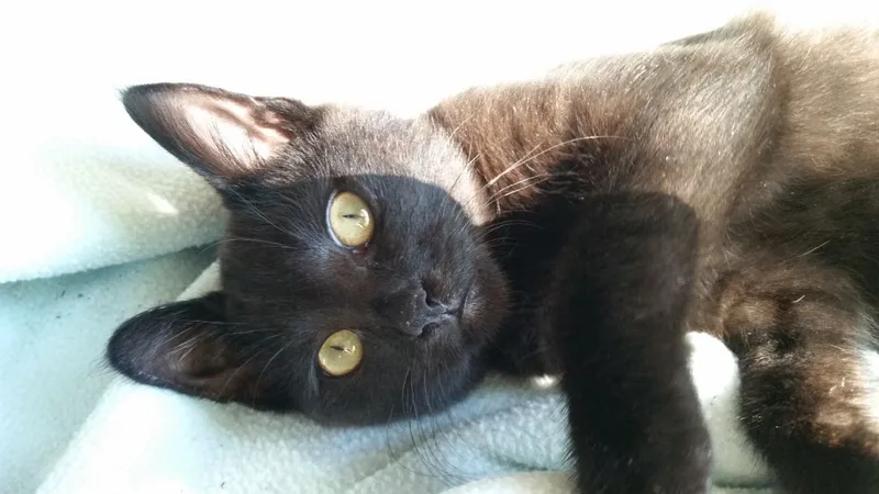 Miracle Ii thumbnail 5