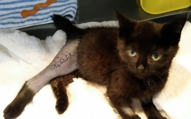 Miracle Ii thumbnail 6