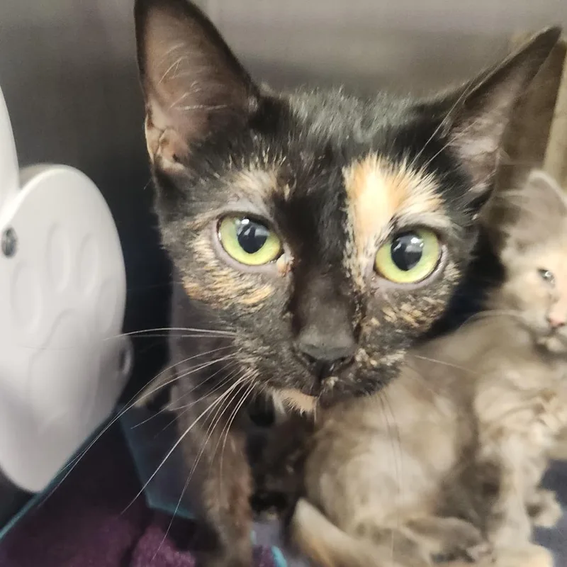 An adult medium-sized female Black Domestic Short Hair cat named Labi for adoption in Fort Wayne, IN