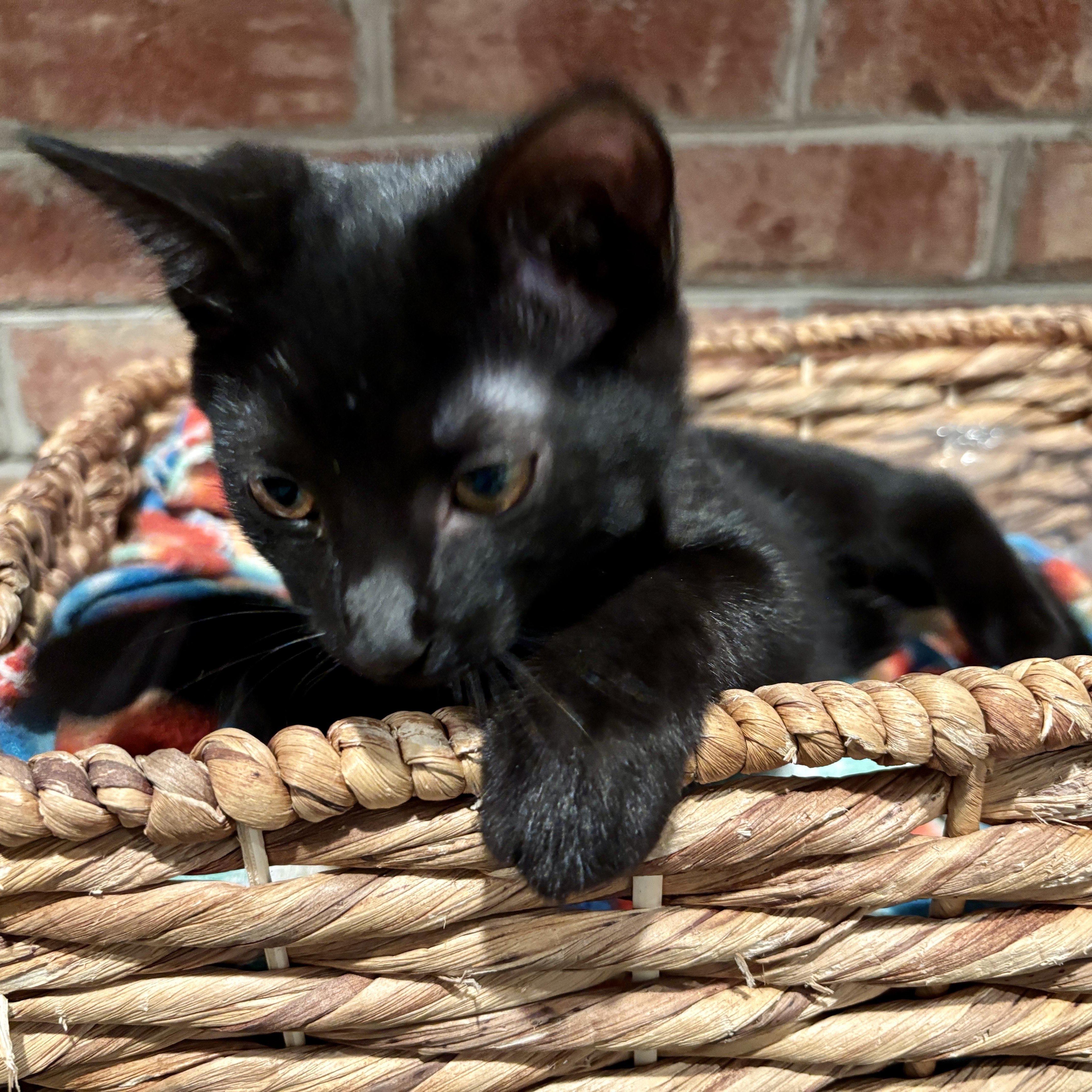 A baby medium-sized female American Shorthair cat named Allie for adoption in Johnson City, TN