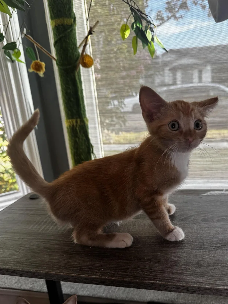 A baby medium-sized male Orange / Red Domestic Short Hair cat named Willie for adoption in Seal Beach, CA