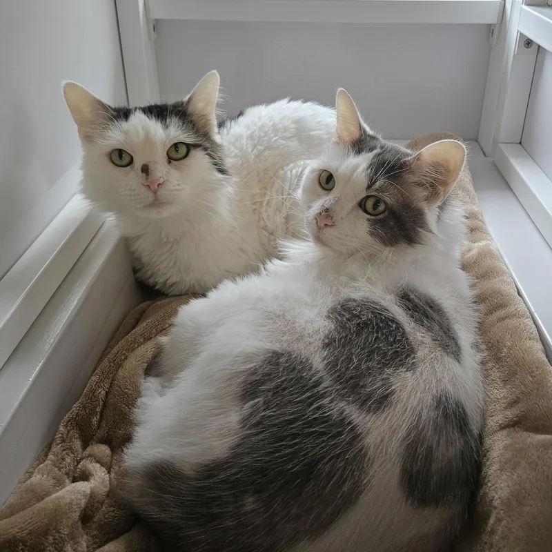 Holly And Snowflake