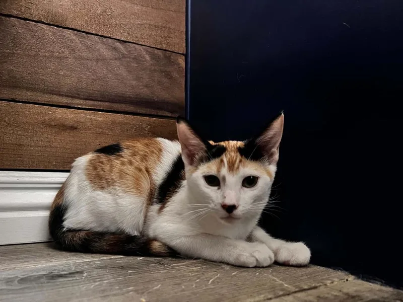 A baby small-sized female Domestic Short Hair cat named Cali Summerville for adoption in Chandler, AZ