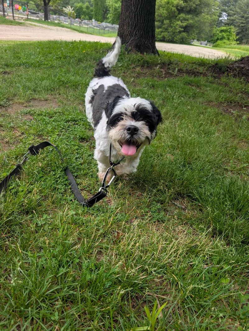 A young small-sized male White / Cream Shih Tzu dog named Charles for adoption in Mansfield Center, CT