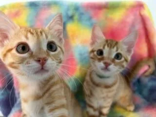 A baby small-sized male Domestic Medium Hair cat named Sage for adoption in San Luis Obispo, CA