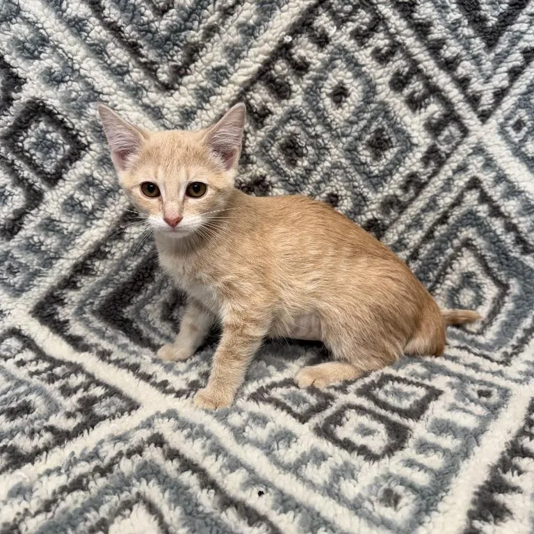 Nutmeg