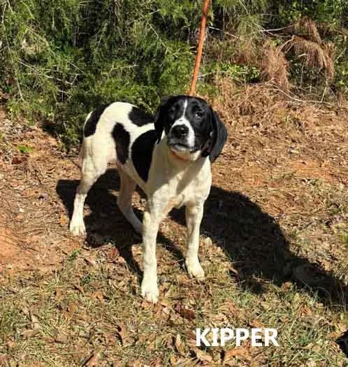 A young medium-sized male White / Cream Pointer dog named Kipper for adoption in Washington, GA