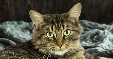 Jingles