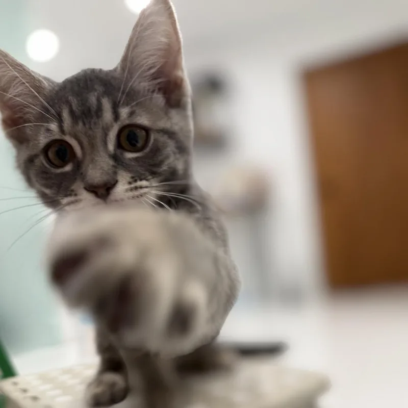 A baby small-sized female Gray / Blue / Silver Domestic Short Hair cat named Pearl for adoption in Miami, FL