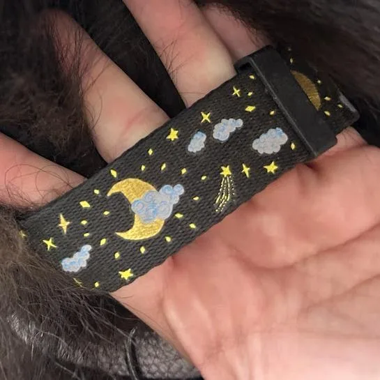 An adult small-sized female Black Husky dog named Svasstray for adoption in Lyndhurst, VA