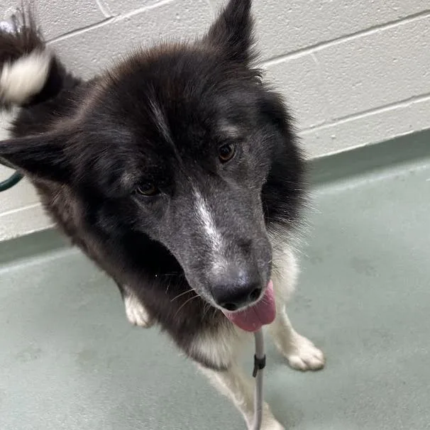 Svasstray thumbnail 2