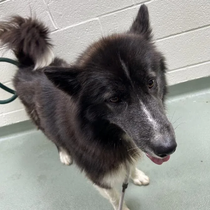 Svasstray thumbnail 3