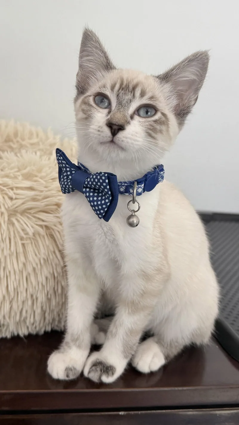 A baby medium-sized male Siamese cat named Diggersby for adoption in San Jose, CA