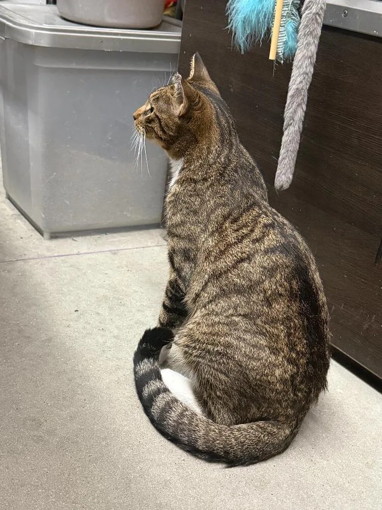 A young medium-sized male Domestic Short Hair cat named Morgan for adoption in Breinigsville, PA