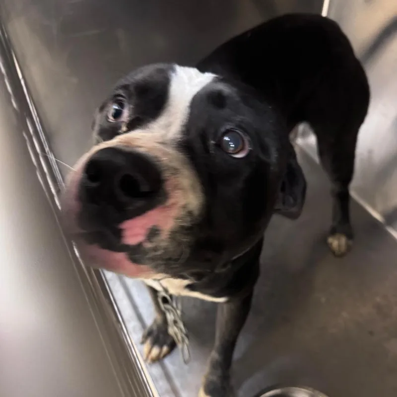 An adult medium-sized male Black Mixed Breed dog named King for adoption in Winston-Salem, NC